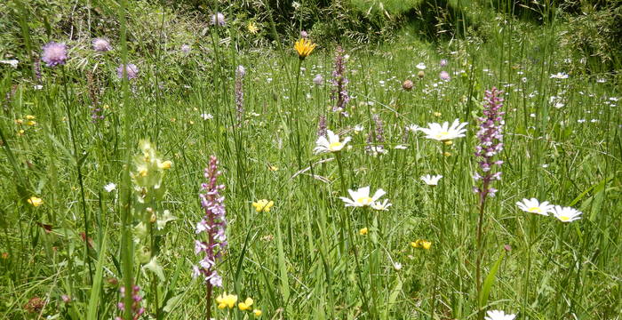 Blumenwiese am Immenberg